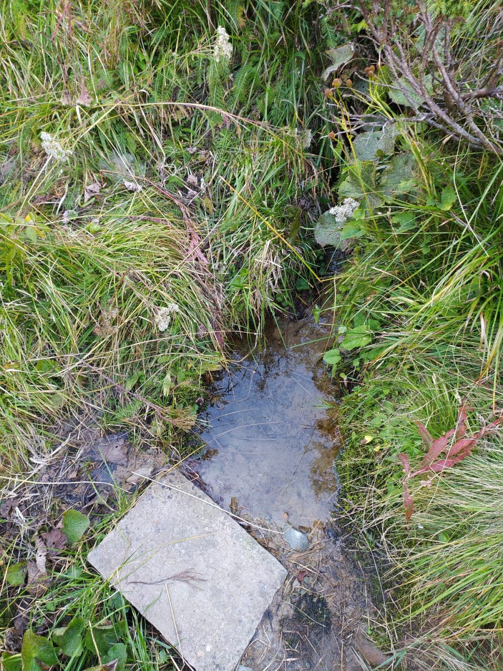 Wasserquelle
