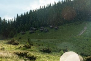 Явірник літній