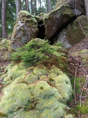 Царство мохів