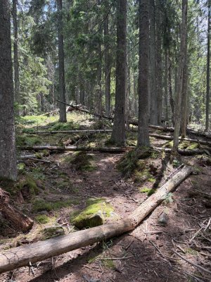 Вже немає повалених дерев, невелика кількість, яку легко обійти