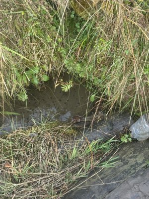Вода э,  але з жабками