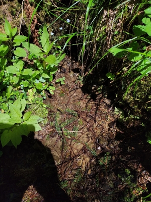 25.06.2022 води дуже мало. Хіба пробувати розкопувати